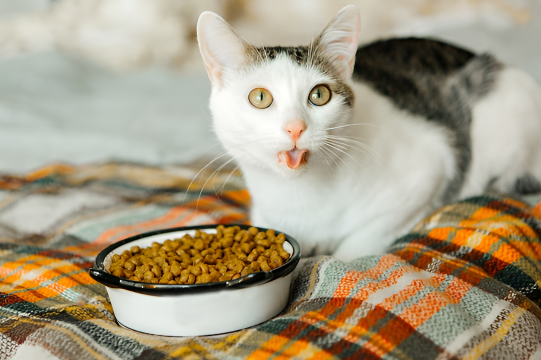 Feeding Essentials for Healthy Pets