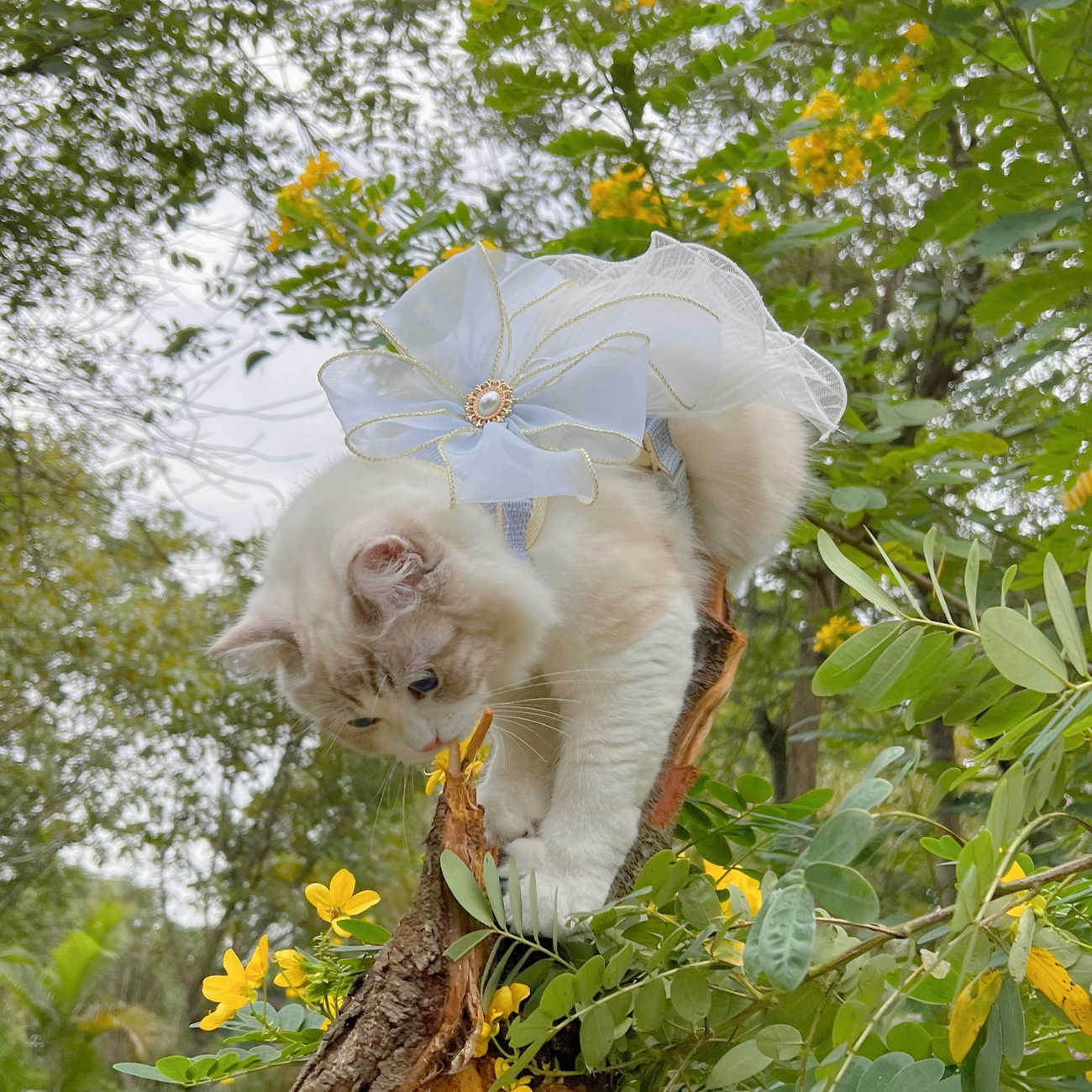 Layers Of Yarn Pet Leash Cat