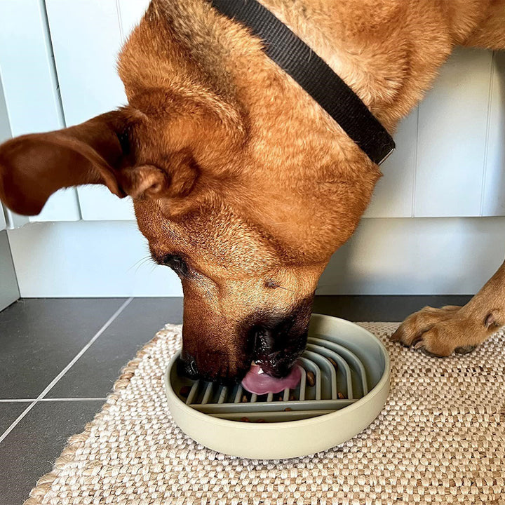 Cat And Dog Simple Slow Feeding Bowl
